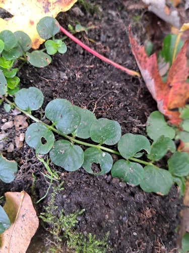 Waternavel — foto 3 van 10