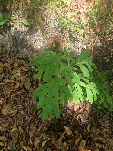 Pioenen — Bild 2