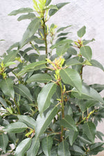 Portugiesischer Kirschlorbeer 'Angustifolia' – Lieferzustand (Ballen / 60–80 cm)