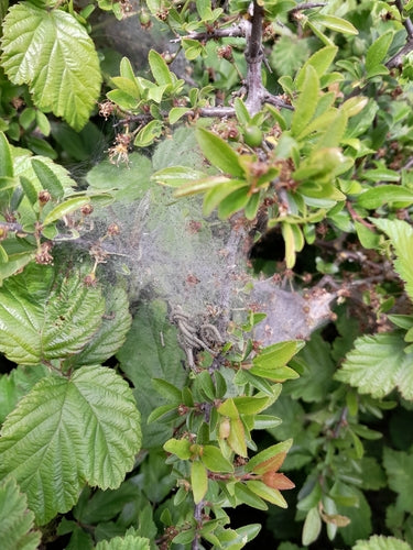 Pruimenwebmot — Bild 2