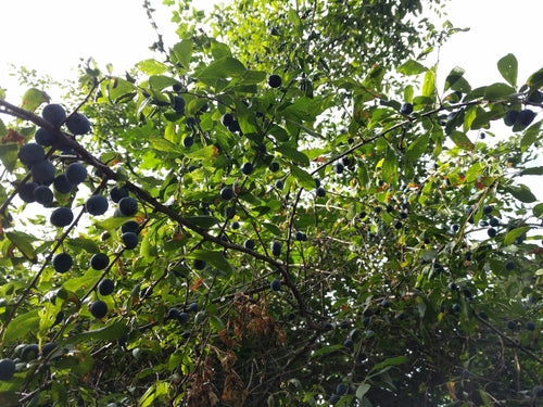 Pruimenboom — Bild 5
