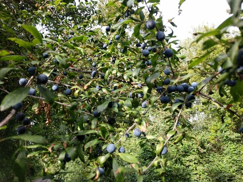 Pruimenboom — Bild 4