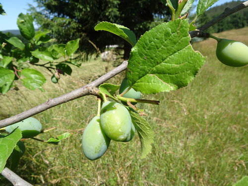 Pruimenboom — Bild 3