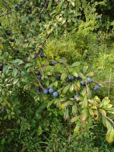 Pruimenboom — Bild 2