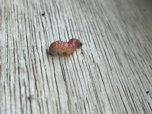 Pruimenmot — foto 4 van 50