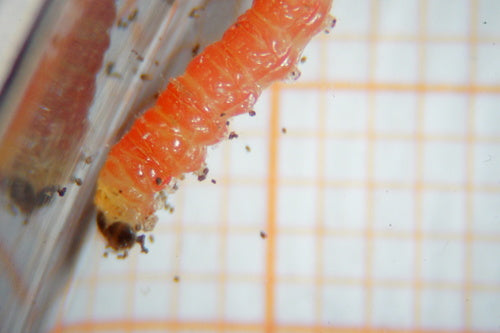 Pruimenmot — Bild 5