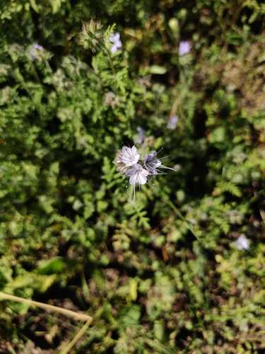 Phacelia — Bild 2