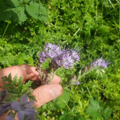 Phacelia — Bild 5
