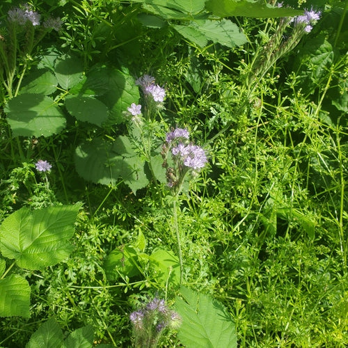 Phacelia — Bild 4