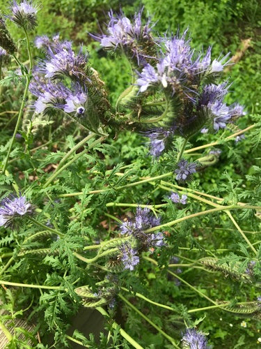 Phacelia — Bild 3