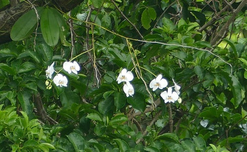 Phalaenopsis — Bild 4