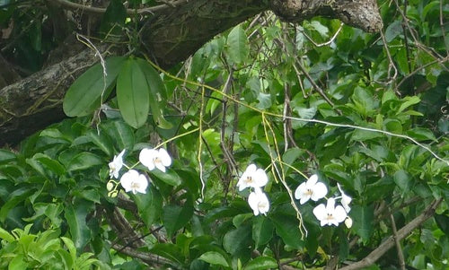 Phalaenopsis — Bild 2