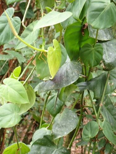 Philodendron — foto 5 van 8