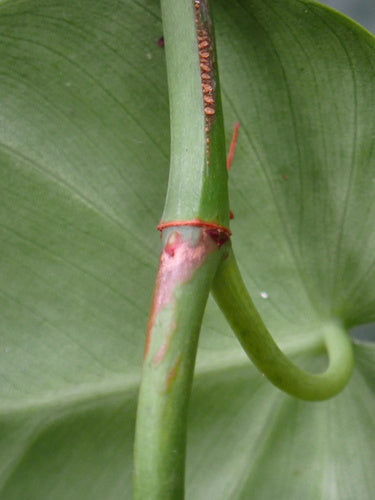 Philodendron — foto 4 van 8