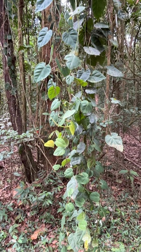 Philodendron — foto 3 van 8