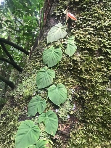 Philodendron — foto 2 van 8