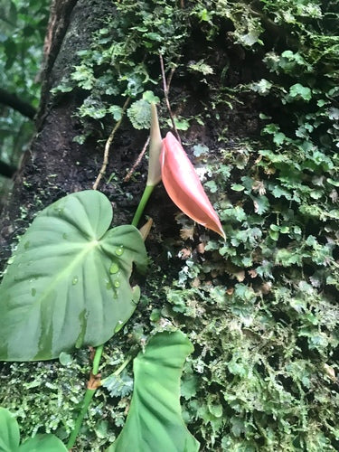 Philodendron — foto 1 van 8