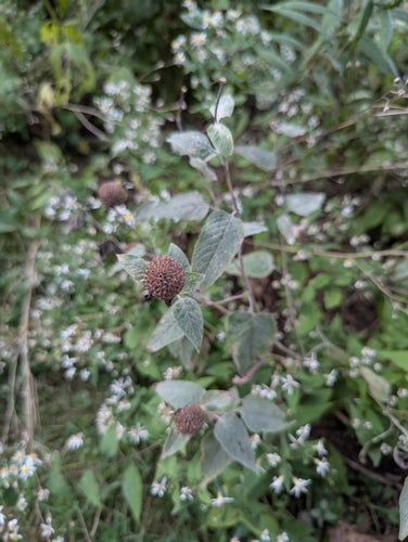 flox — Bild 1