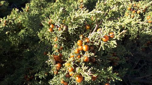 Fenicische jeneverbes — Bild 1