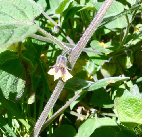 Physalis — Bild 2