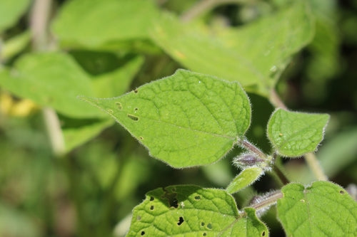 Physalis — Bild 3