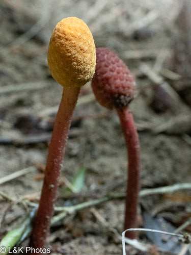 Paddestoel — Bild 4