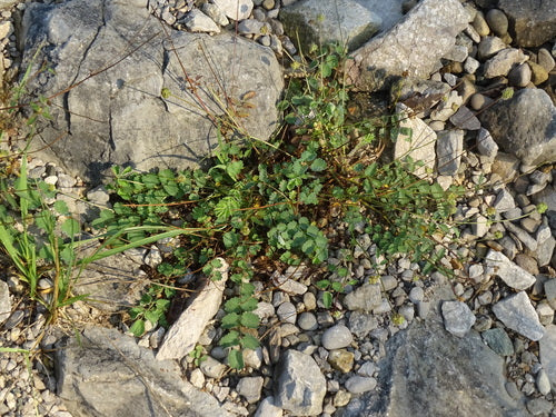 Pimpinelle — Bild 3