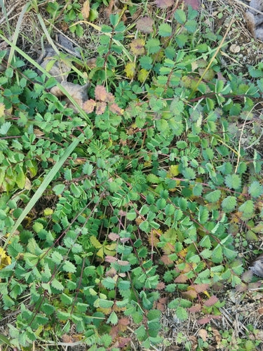 Pimpinelle — Bild 5
