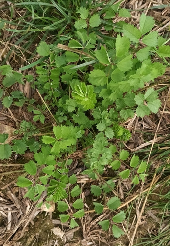 Pimpinelle — Bild 2