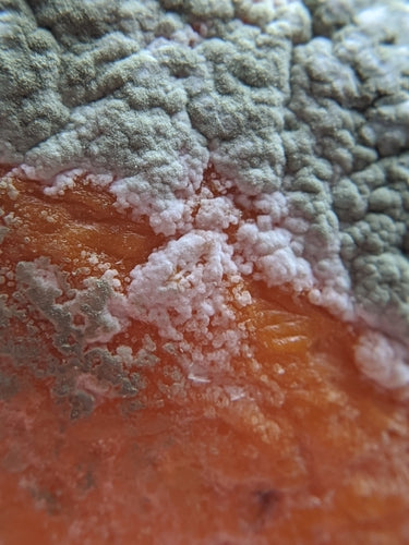 Borstel schimmel — Bild 3