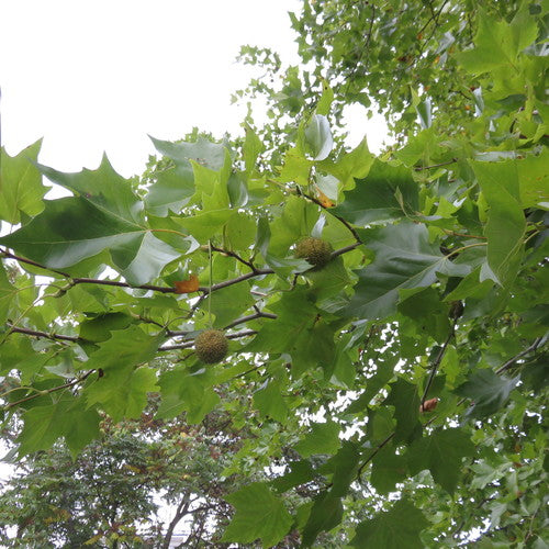 Sycamore grondwants — Bild 4
