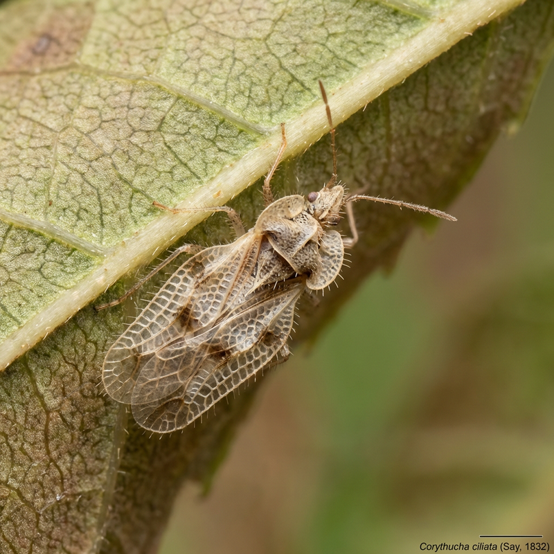 Sycamore webbug