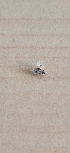 Sycamore webbug — Bild 5