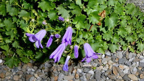 Kussen klokje — Bild 5