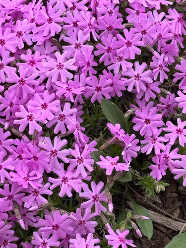Bekleding phlox — Bild 2