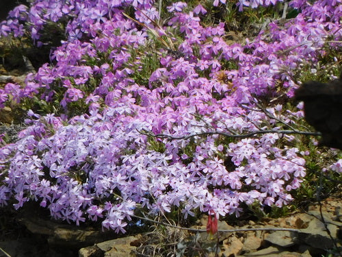 Bekleding phlox — Bild 5