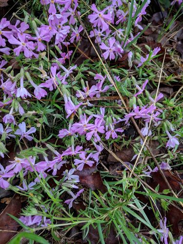 Bekleding phlox — Bild 4