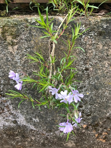 Bekleding phlox — Bild 3