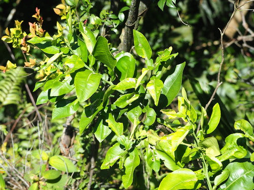 bittere sinaasappel — Bild 2
