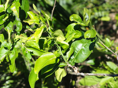 bittere sinaasappel — Bild 1