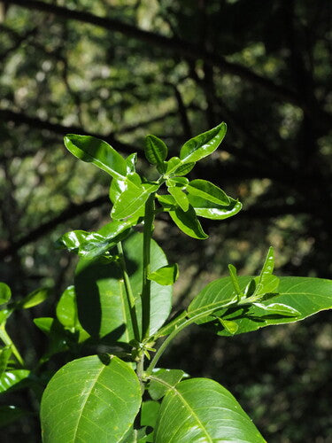 bittere sinaasappel — Bild 4