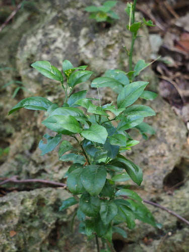 bittere sinaasappel — Bild 3