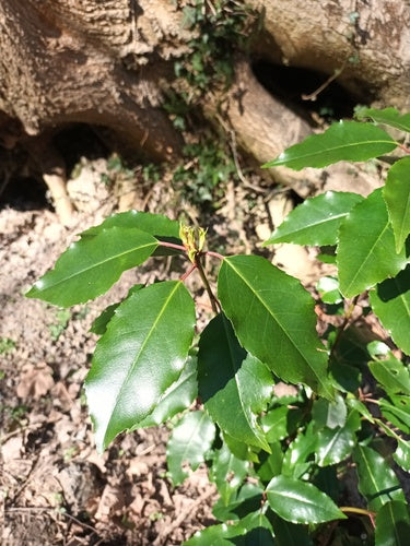 Portugese laurierkers — Bild 5