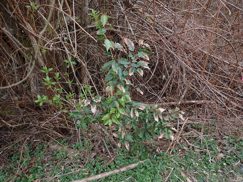 Portugese laurierkers — Bild 4