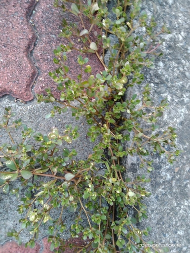 Postelein — Bild 3