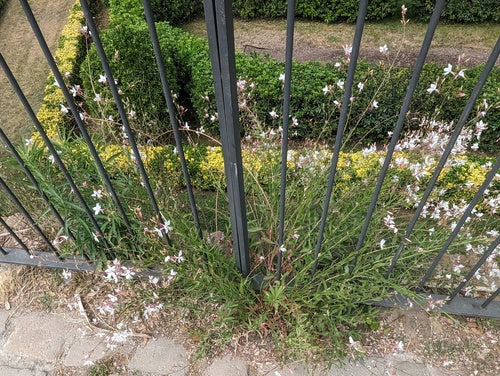 Prachtige kaars — Bild 5