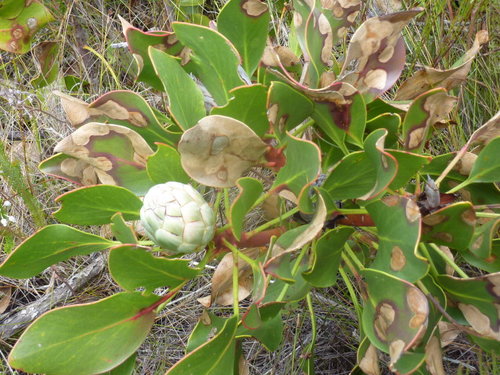 Protea's — Bild 1