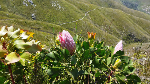 Protea's — Bild 5