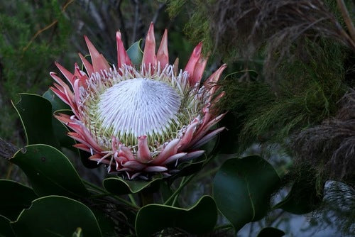 Protea's — foto 4 van 9