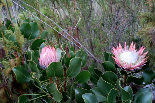 Protea's — foto 2 van 9
